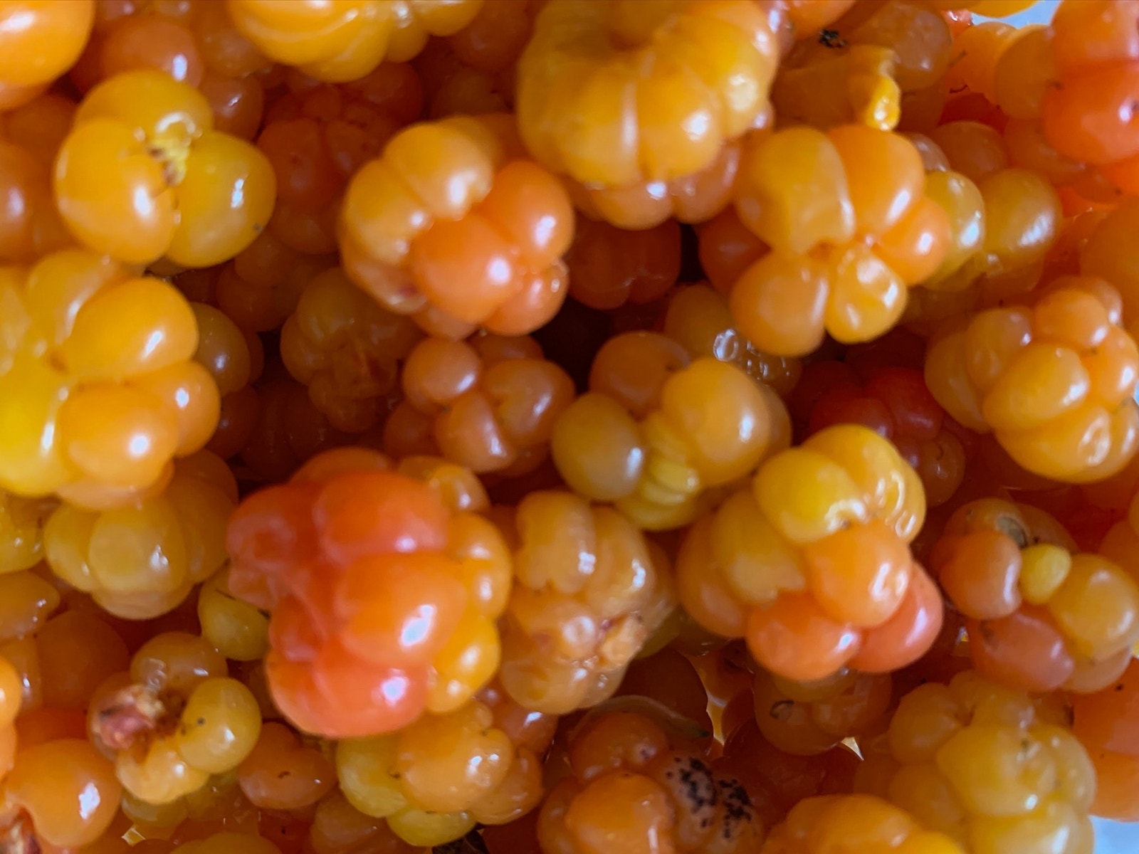 Selgers private bilde. Galleribilde