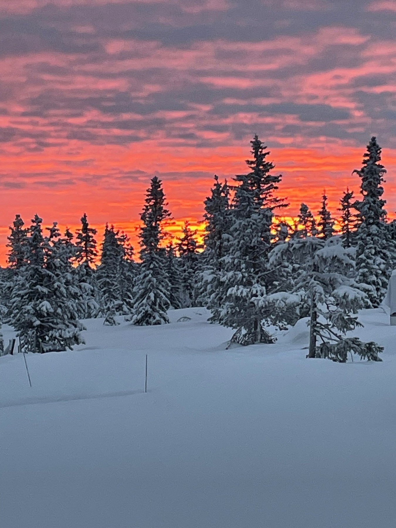 Selgers private bilde. Galleribilde