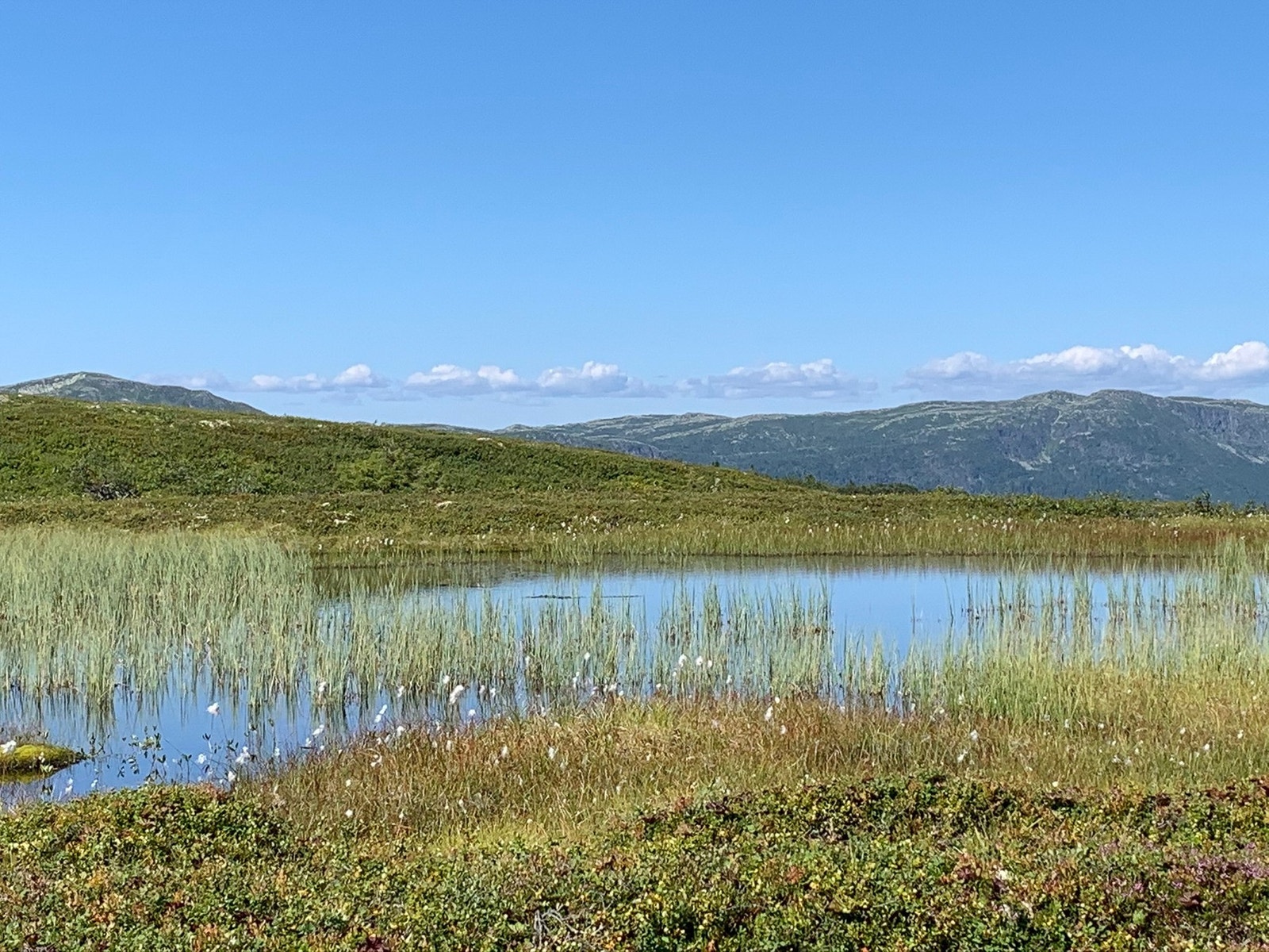 Selgers private bilde. Galleribilde