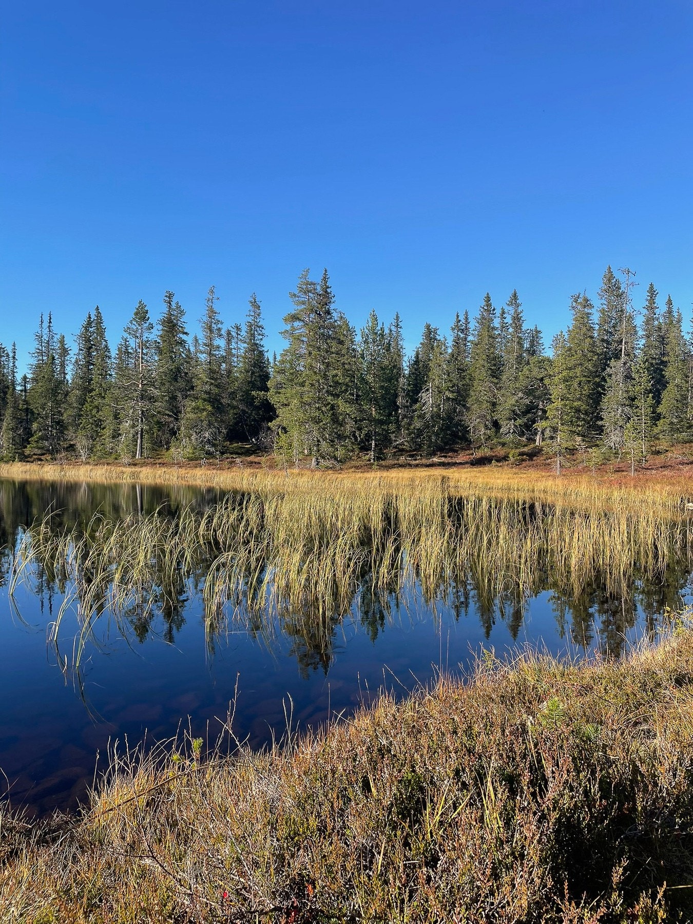 Selgers private bilde. Galleribilde