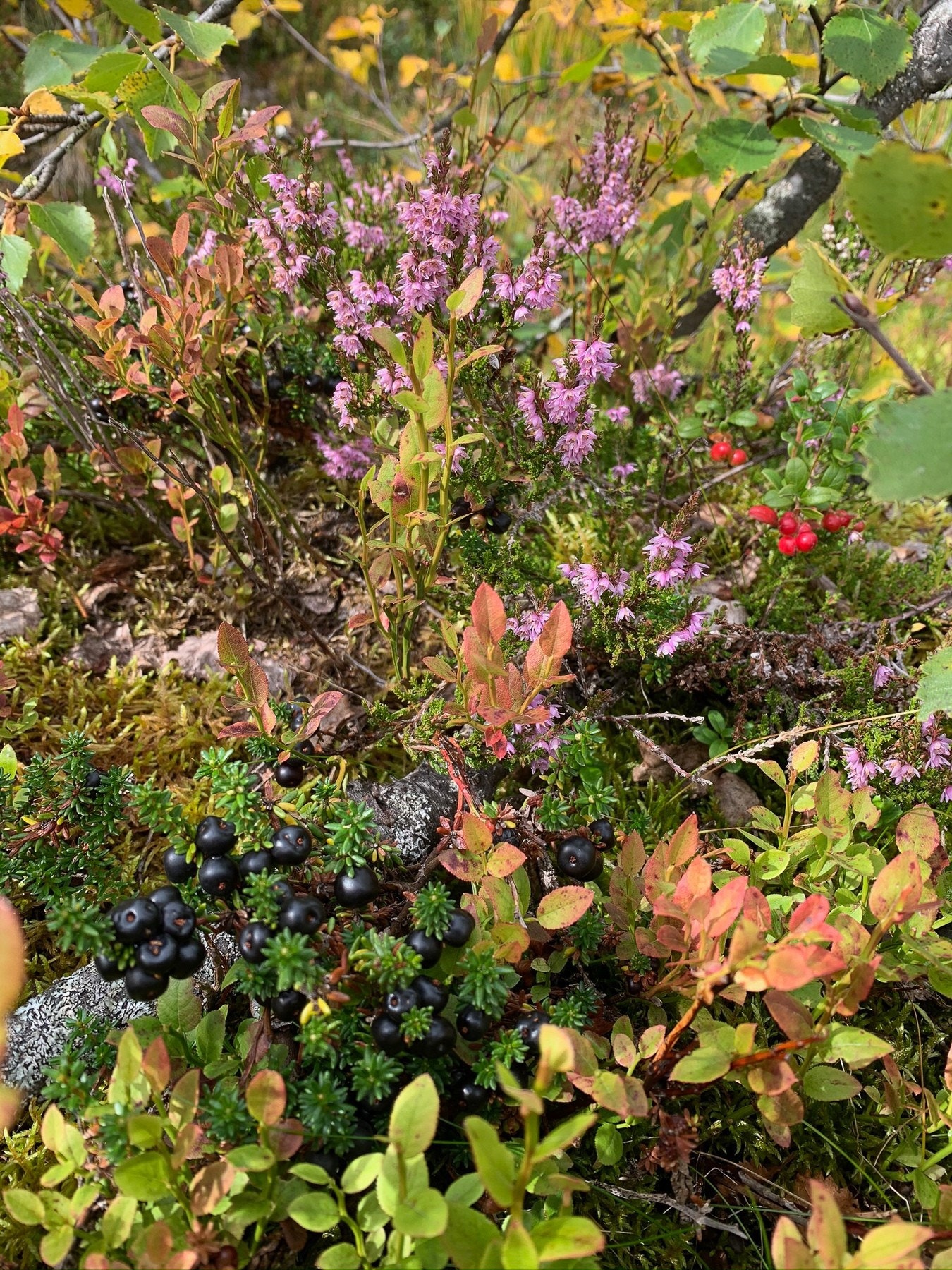 Selgers private bilde. Galleribilde