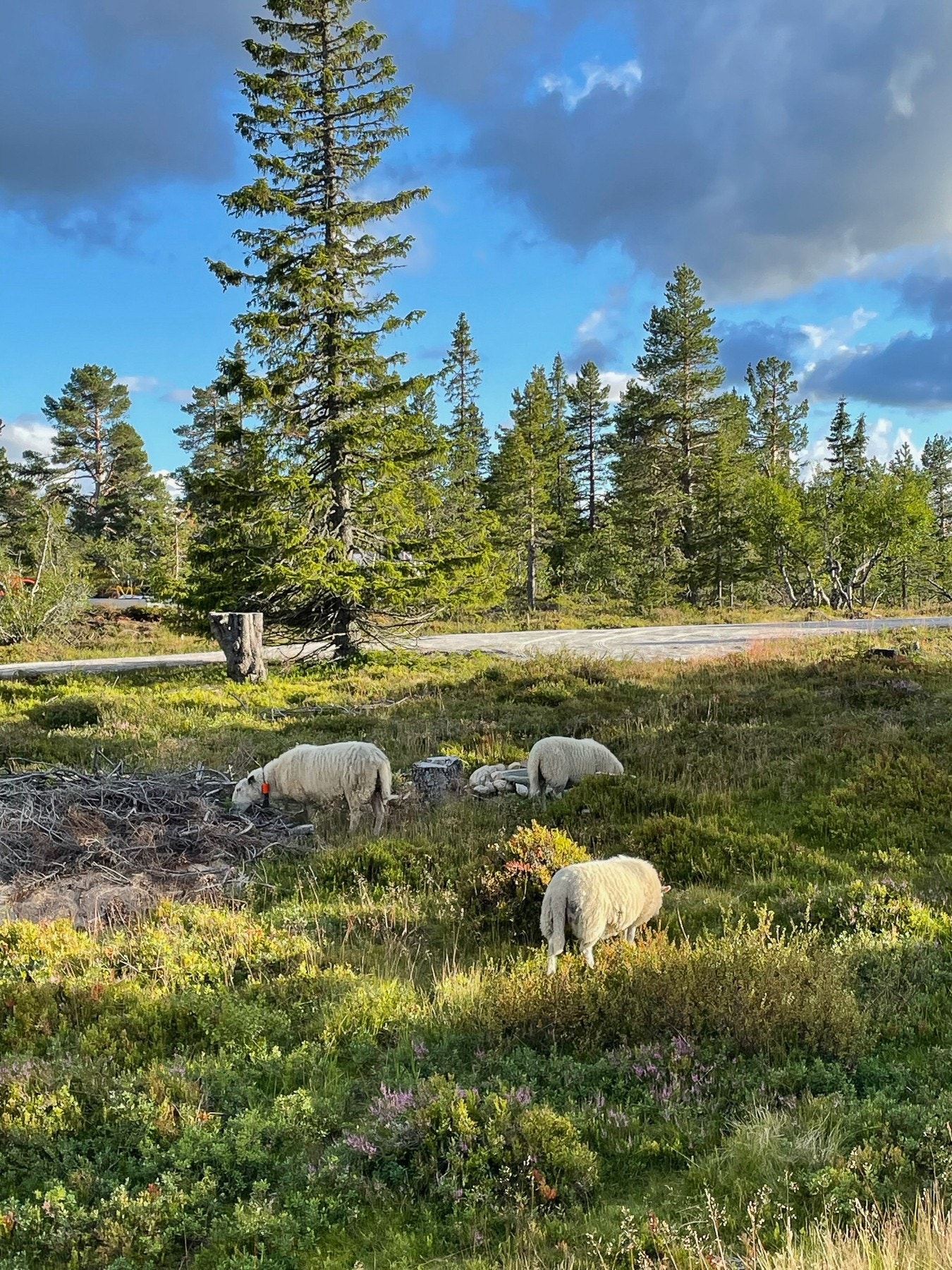 Selgers private bilde. Galleribilde