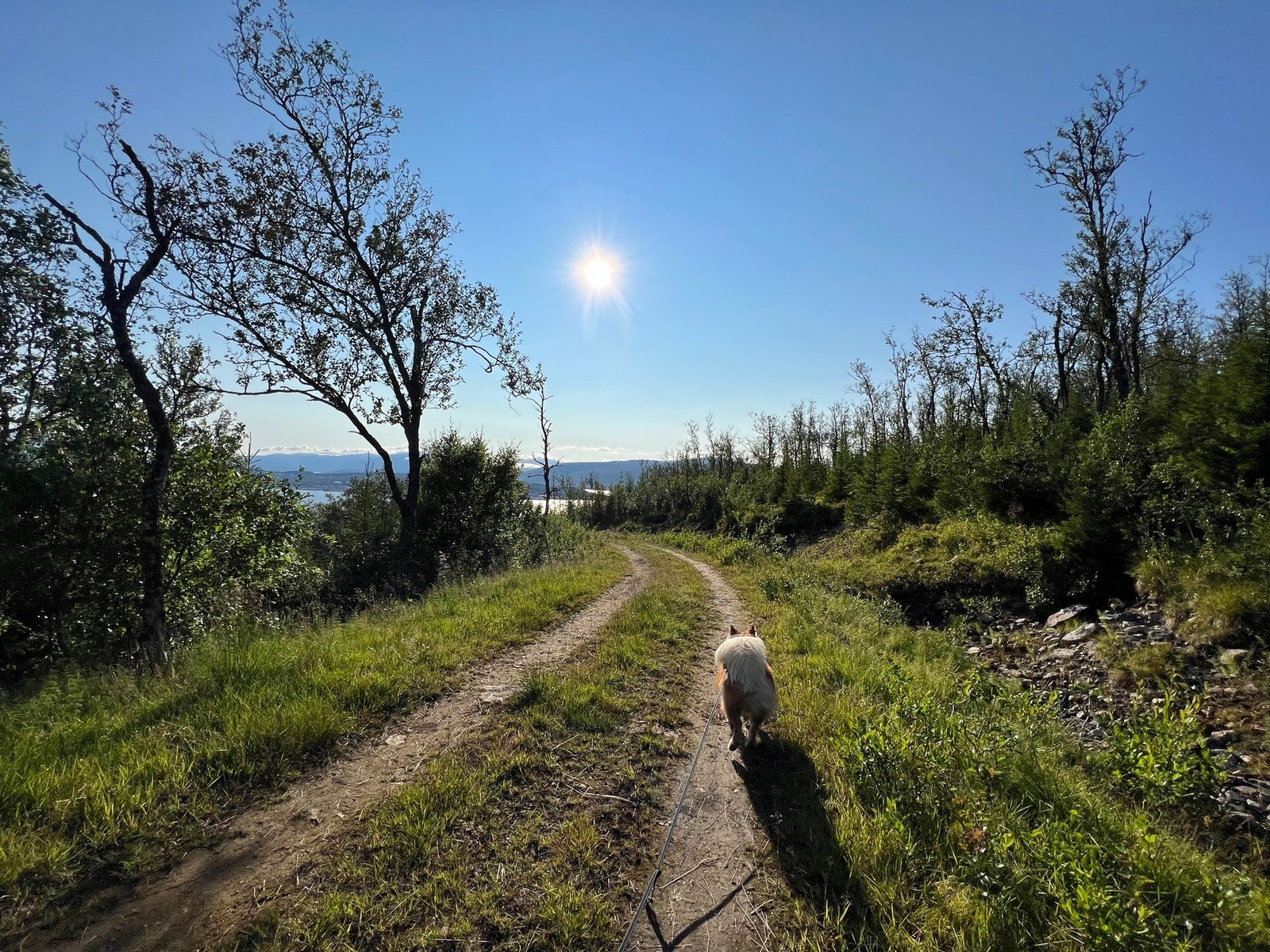 Selgers private bilder Galleribilde