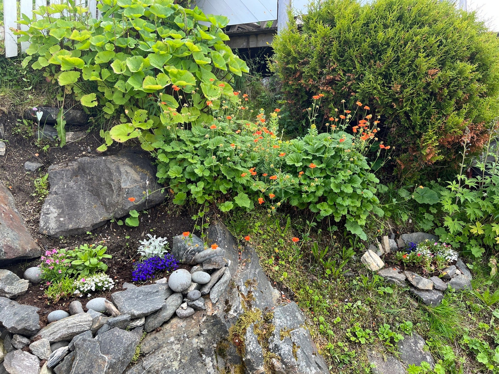 Selgers private bilder fra hagen Galleribilde