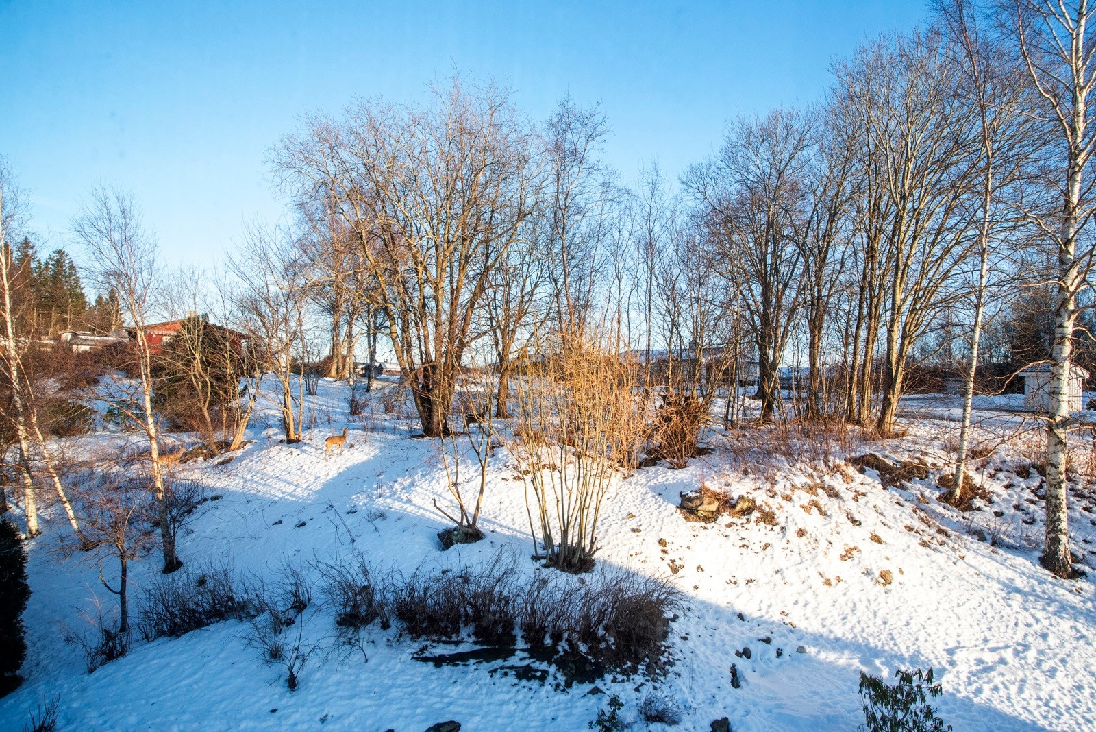 Boligen grenser opp mot friareal. Galleribilde