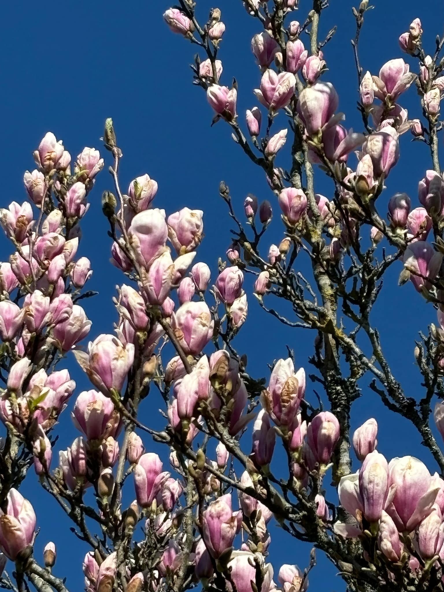 Stort Magnoliatre i hagen, gir magisk blomstring Galleribilde