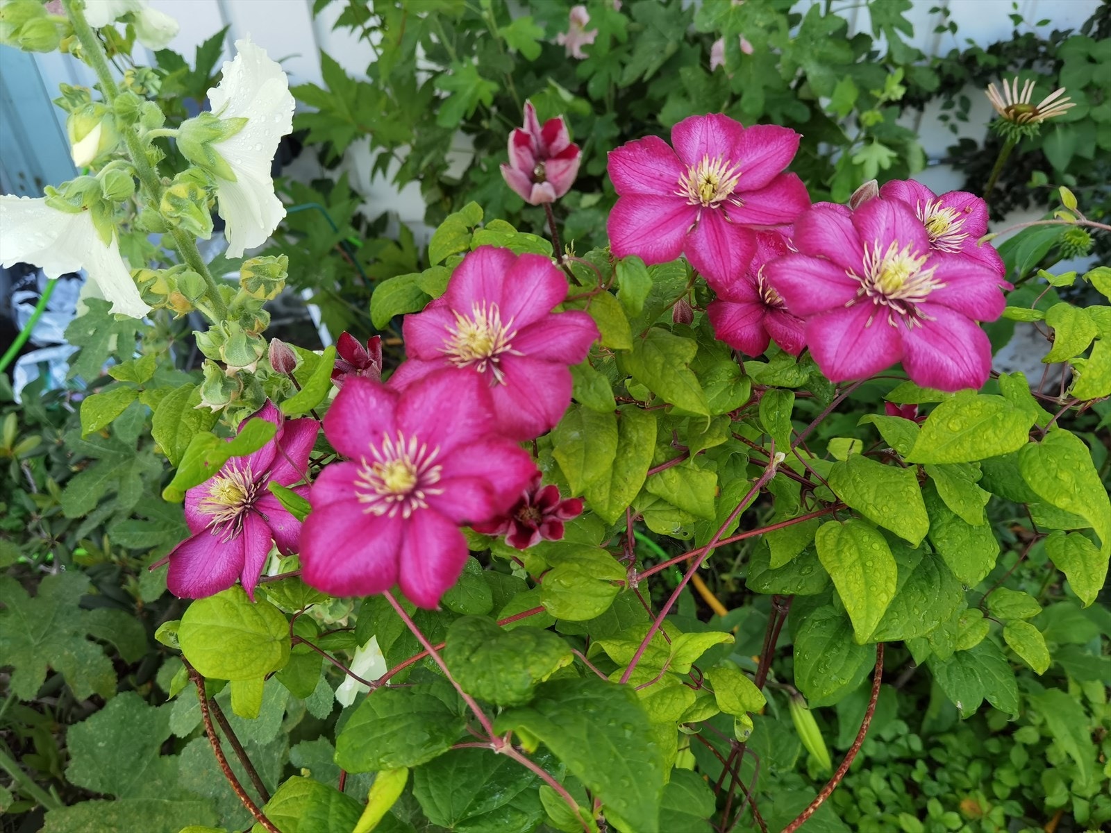 Bilder tatt av selger viser deler av beplantningen i sommerhalvåret. Galleribilde