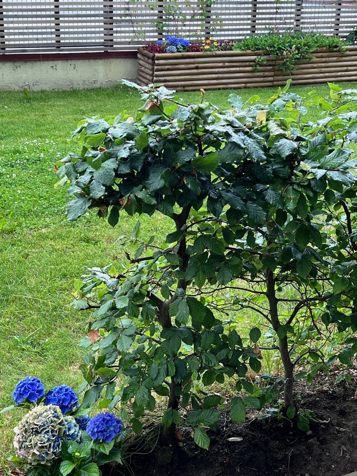 Selgers egne bilder fra terrassen (sommerstid) Galleribilde