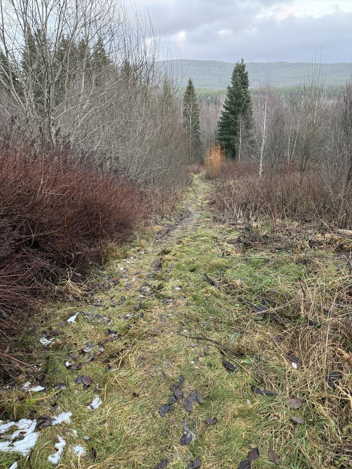 Rett utenfor døren finner du turstier og skogsveier, ideelt for fotturer og sykkelturer om sommeren. Galleribilde