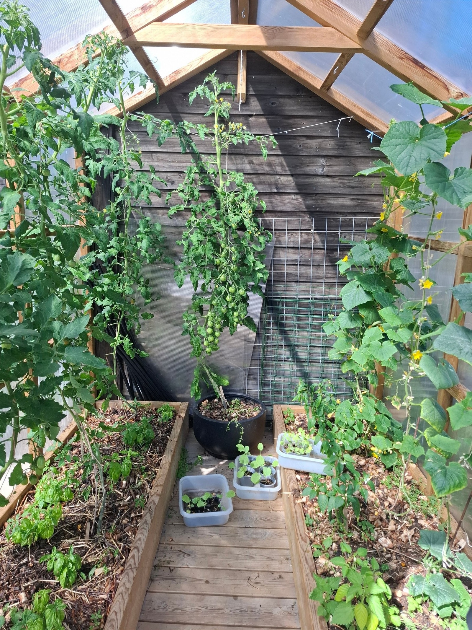 ...og la oss ta en titt inn i drivhuset. Galleribilde