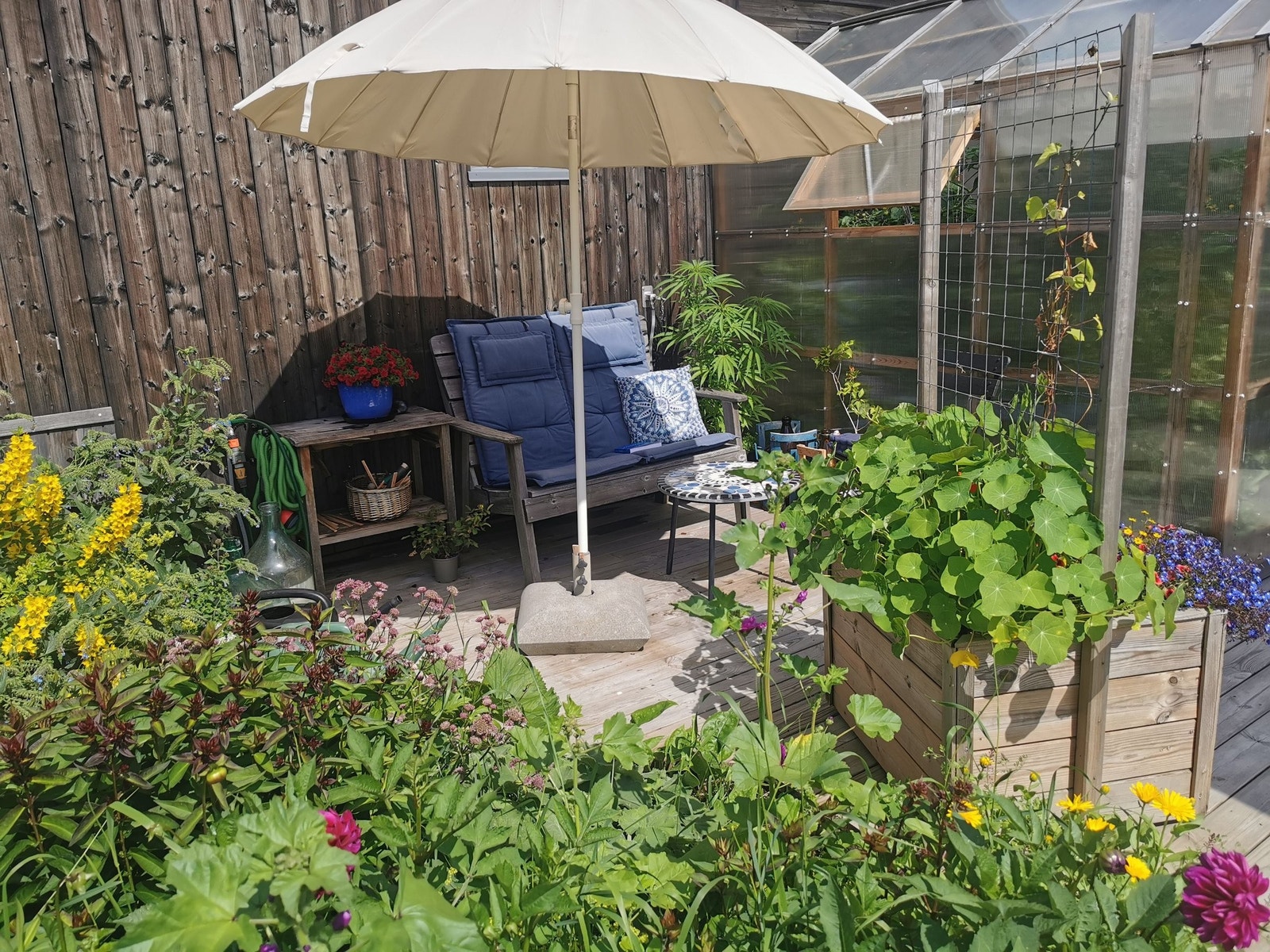 Og så kan vi gå bort mot "frokostkroken" en sommerdag. Her ser du drivhusveggen til høyre... Galleribilde