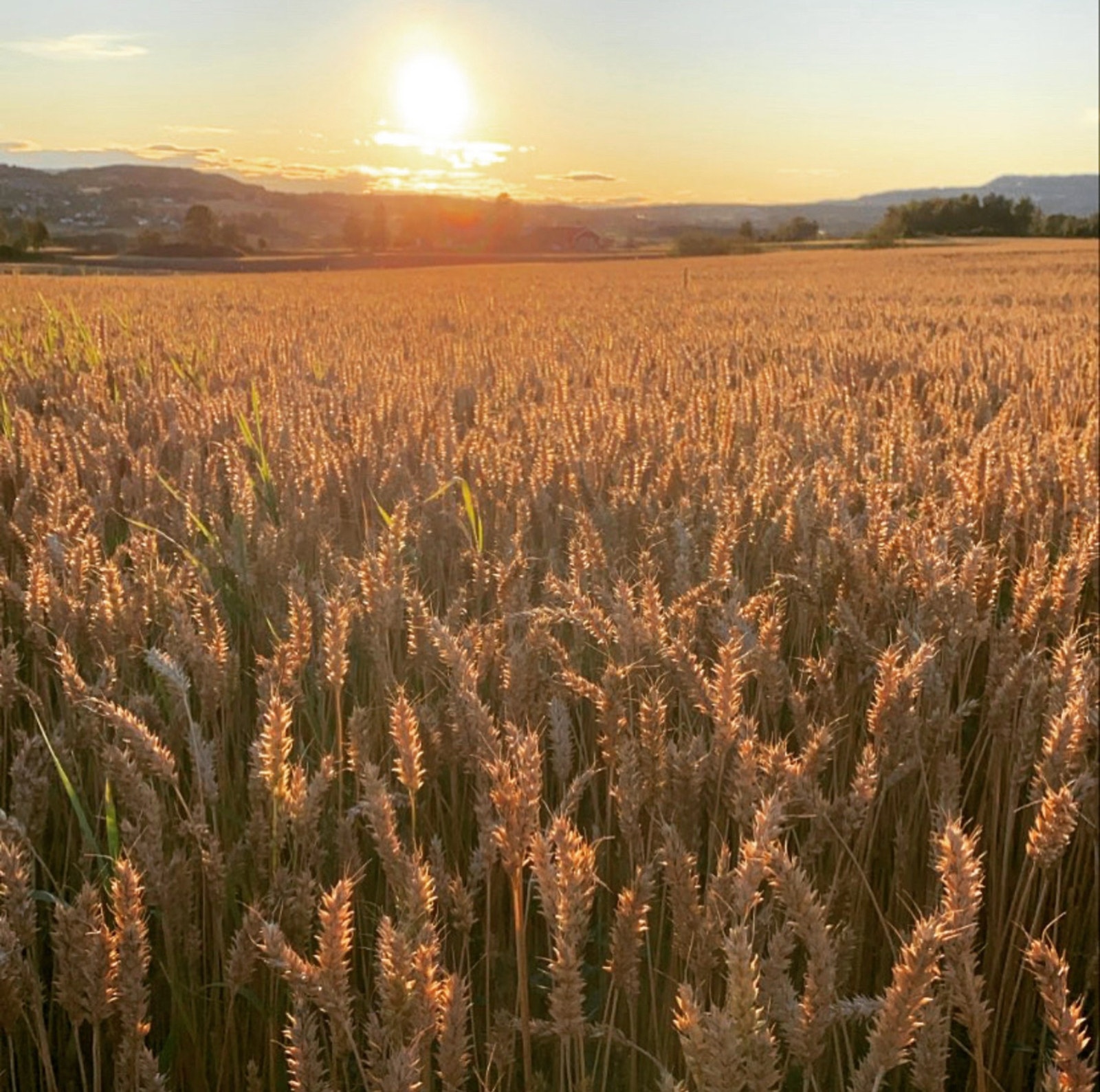 Foto: Selger Galleribilde