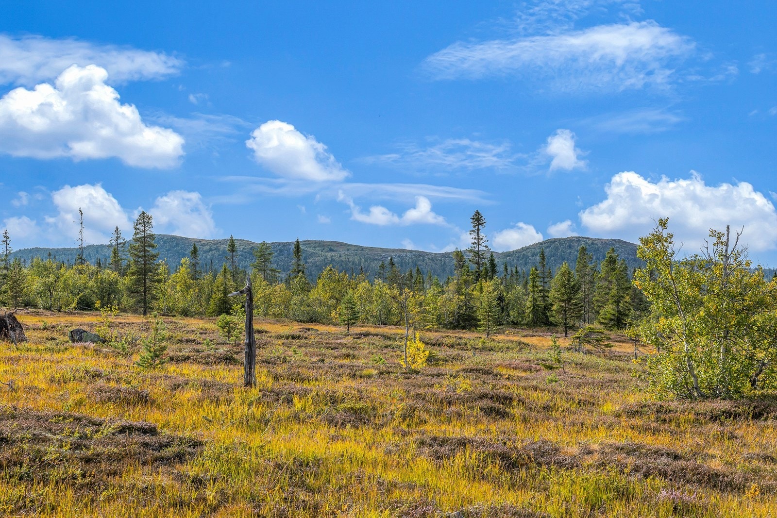 Her er det kort vei til turterreng, jakt- og fiskeområder, og skiløyper av høy standard om vinteren. Galleribilde
