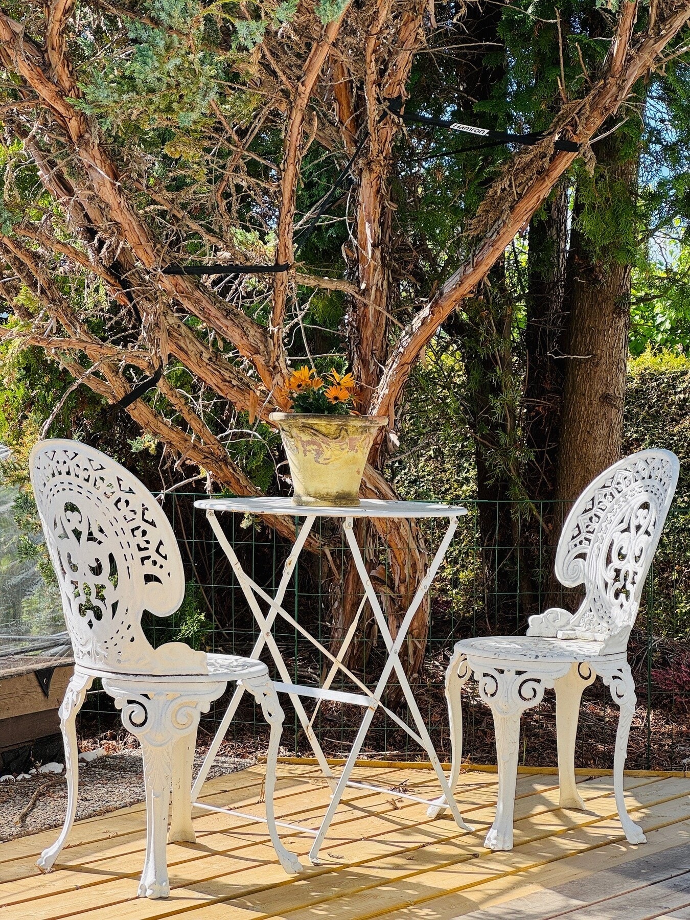 Selgers private sommerbilde. Galleribilde