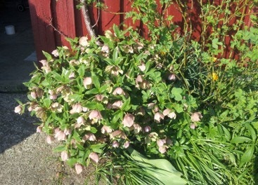 Julerose ved løa (privat foto). Galleribilde