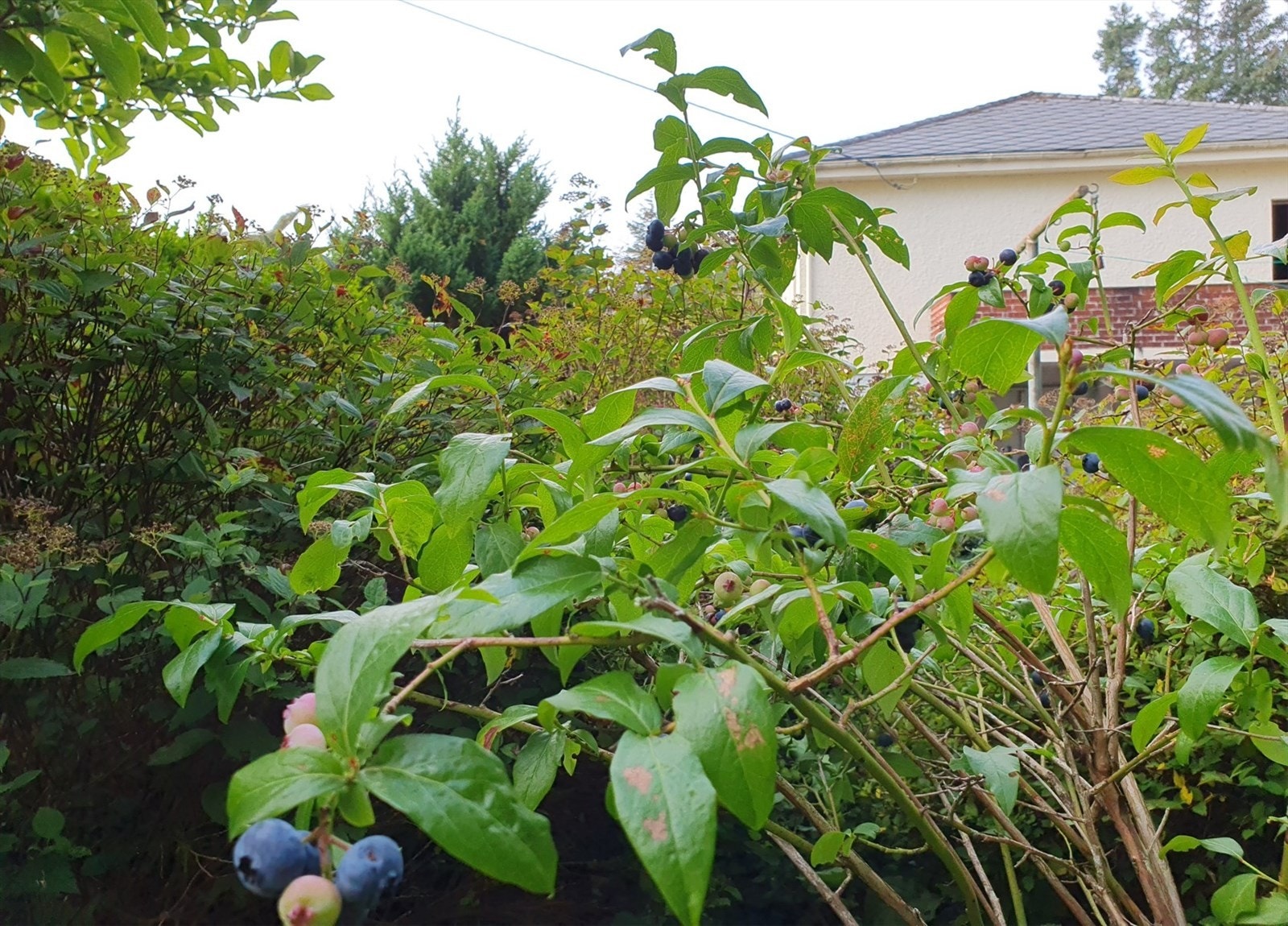 Blåbær (Privat foto) Galleribilde