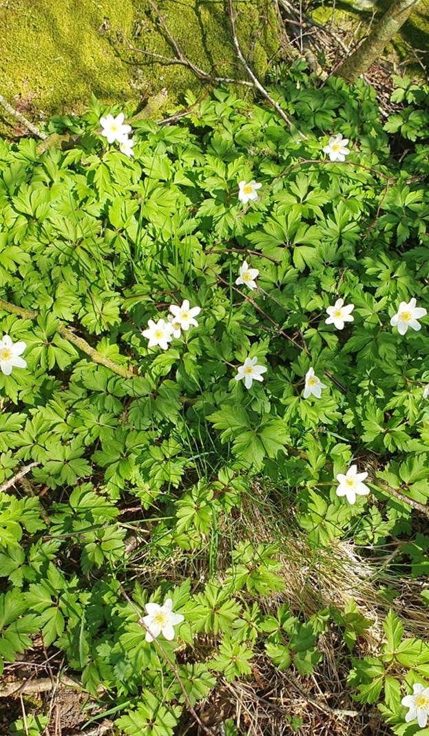 Vårblomstring2.jpg (privat foto). Galleribilde