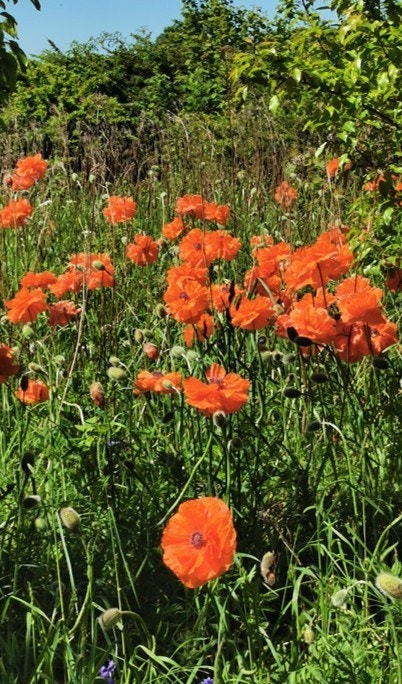 Vårblomstring - valmueeng (privat foto). Galleribilde