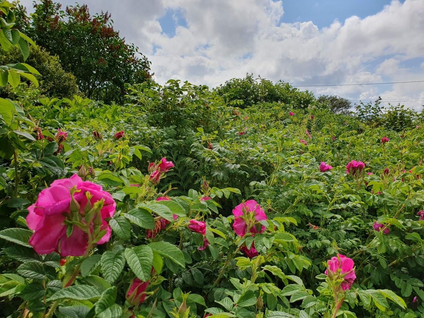 Glimt fra hagen (privat foto). Galleribilde