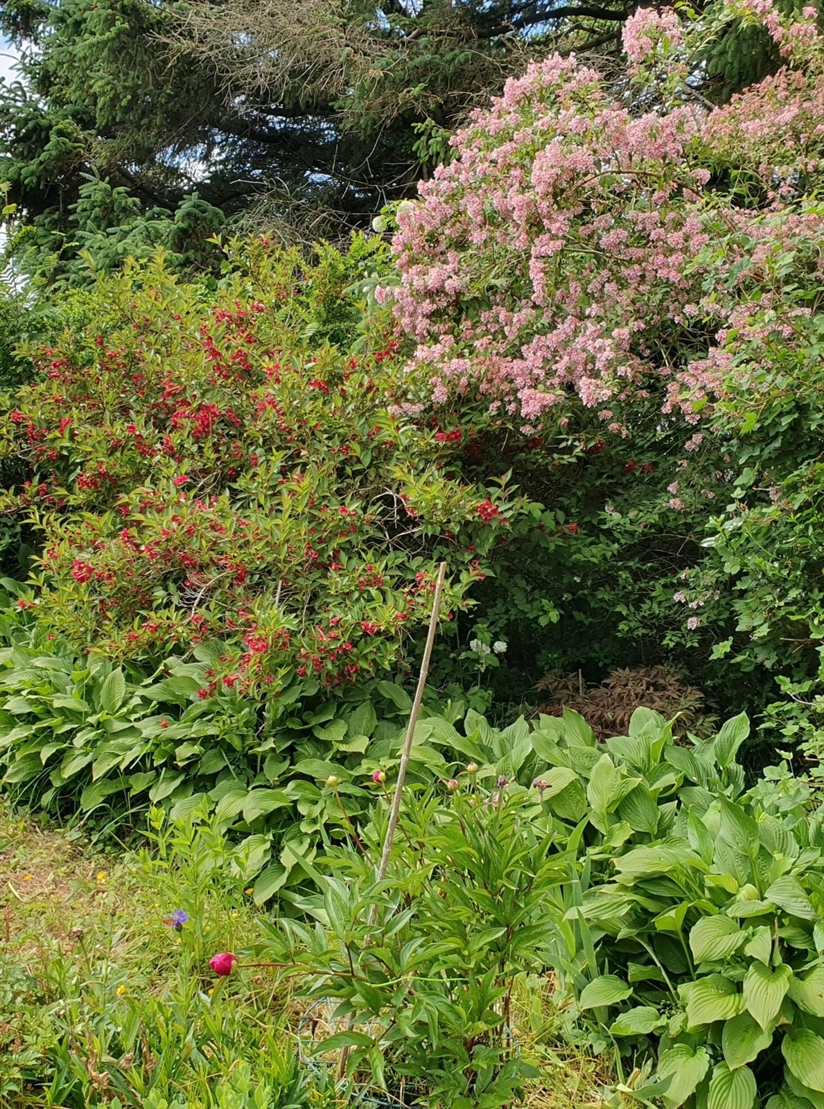 Glimt fra hagen (privat foto). Galleribilde