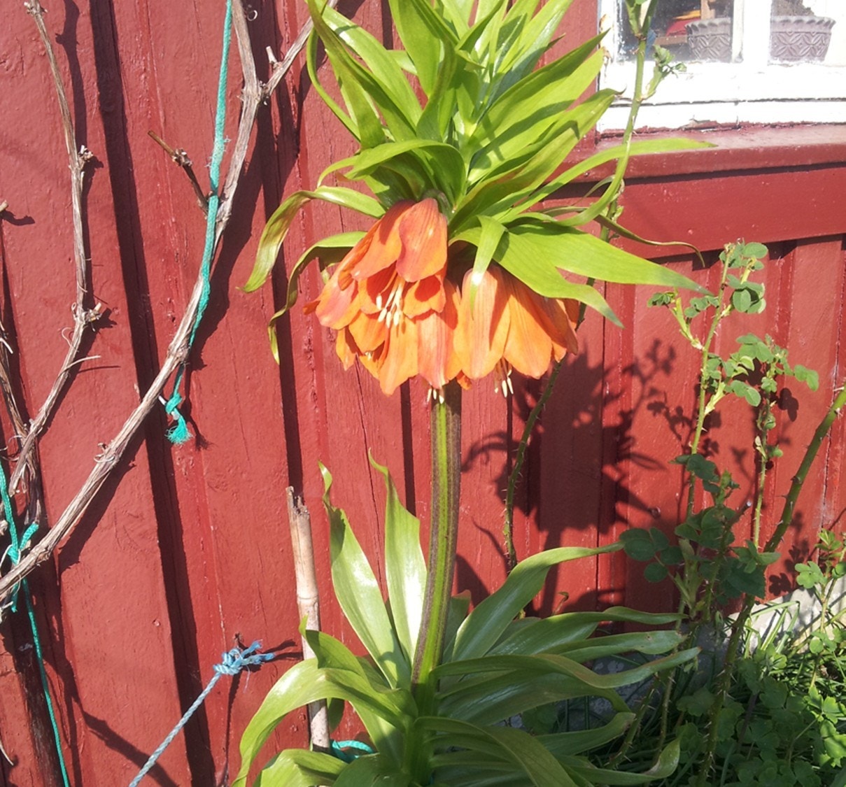 Glimt fra hagen (privat foto) Galleribilde