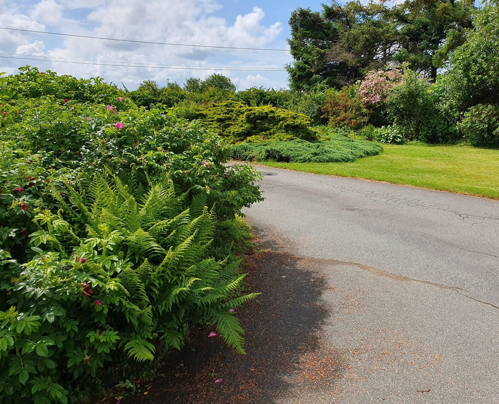 Glimt fra hagen (privat foto). Galleribilde