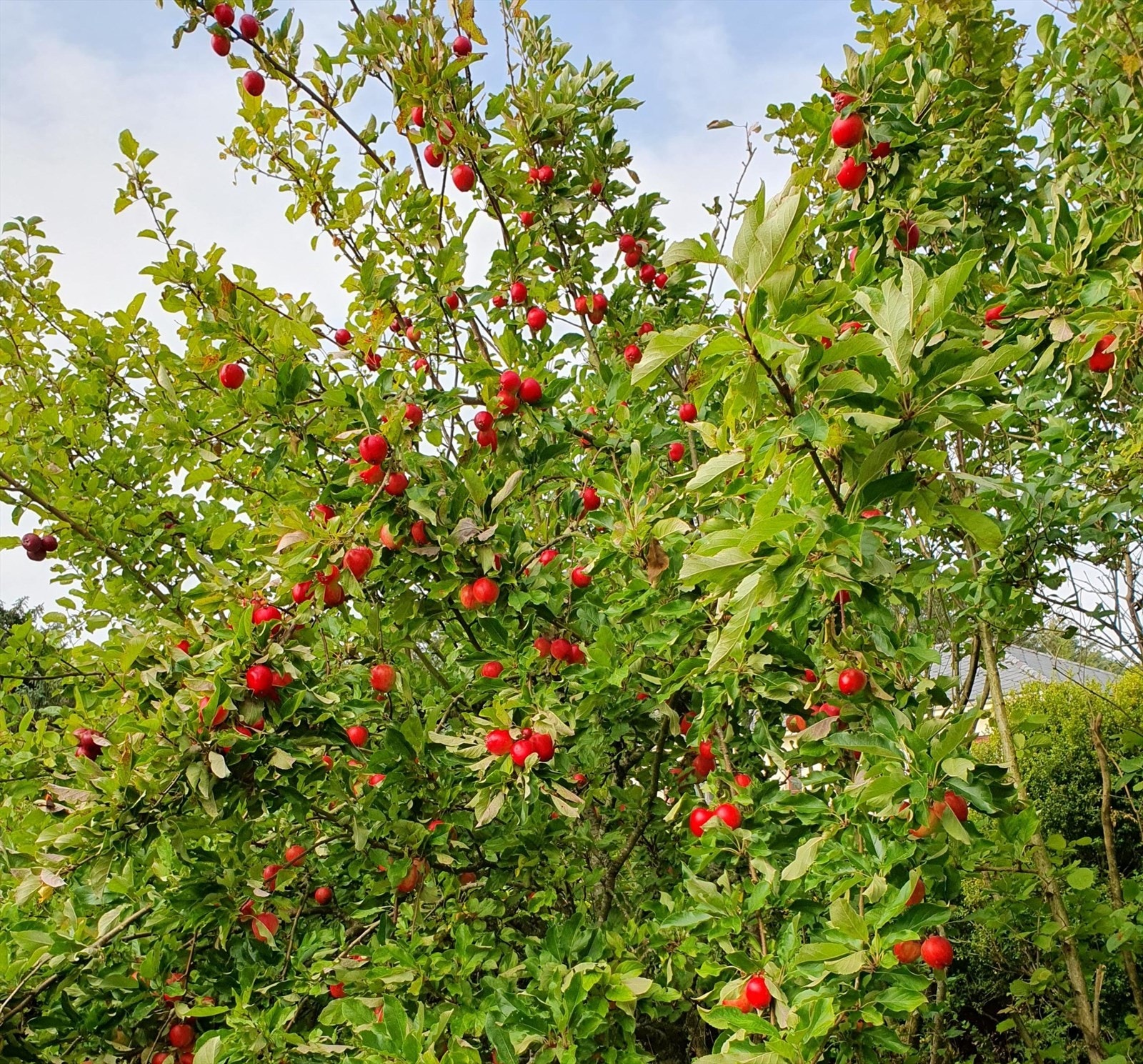 Epletrær (privat foto) Galleribilde