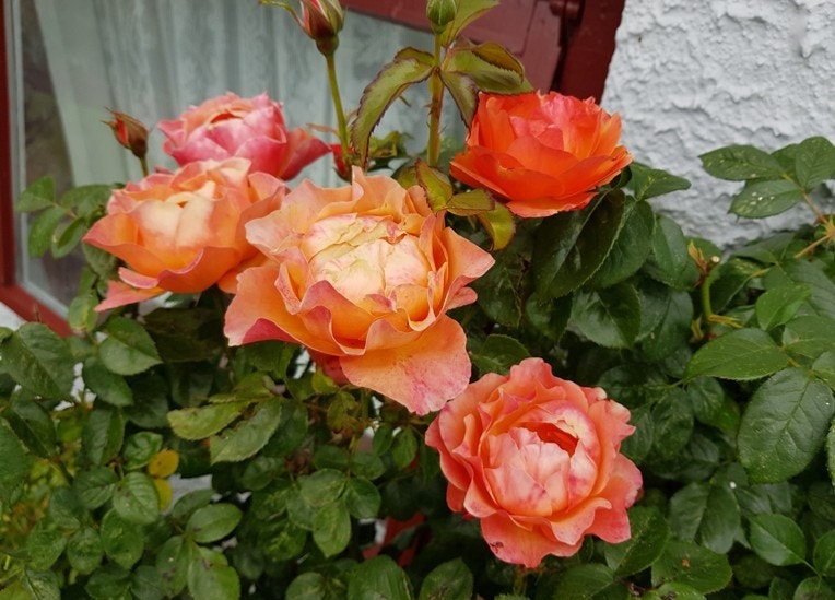 Roser ved inngangspartiet (privat foto). Galleribilde