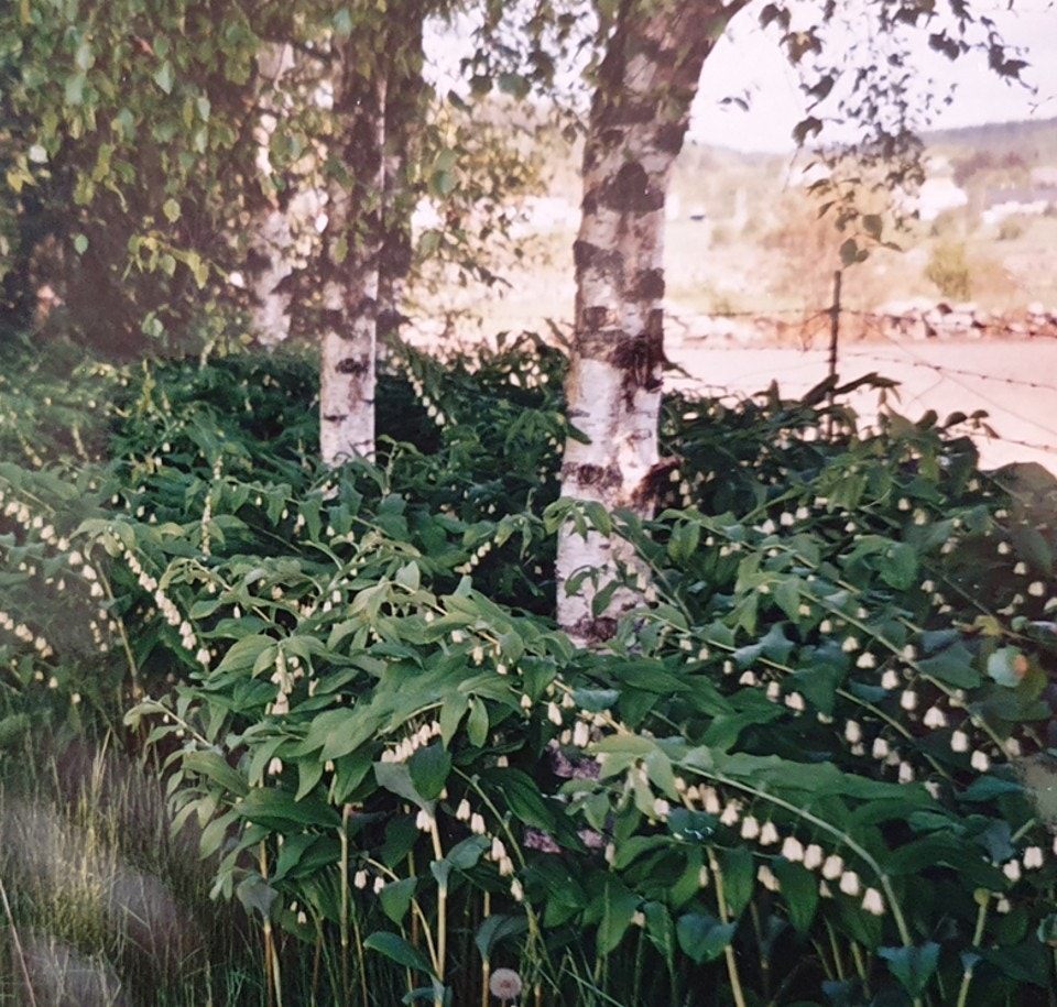 Kjempekonvall bak huset (privat foto). Galleribilde