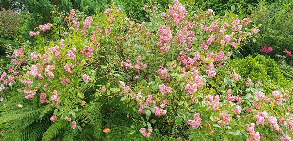 Roser i blomst (privat foto). Galleribilde