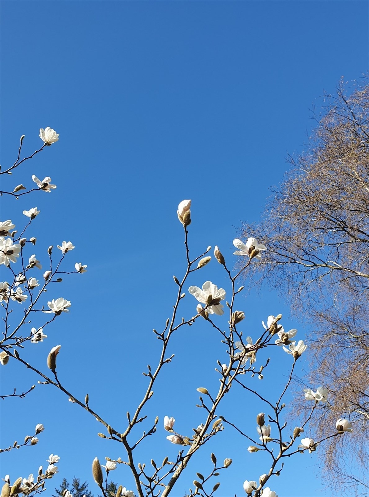 Vårblomstring - magnolia (privat foto). Galleribilde