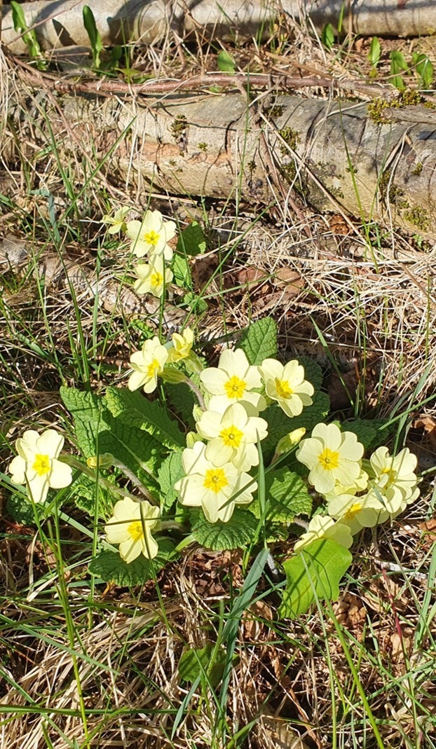 Vårblomstring (privat foto). Galleribilde