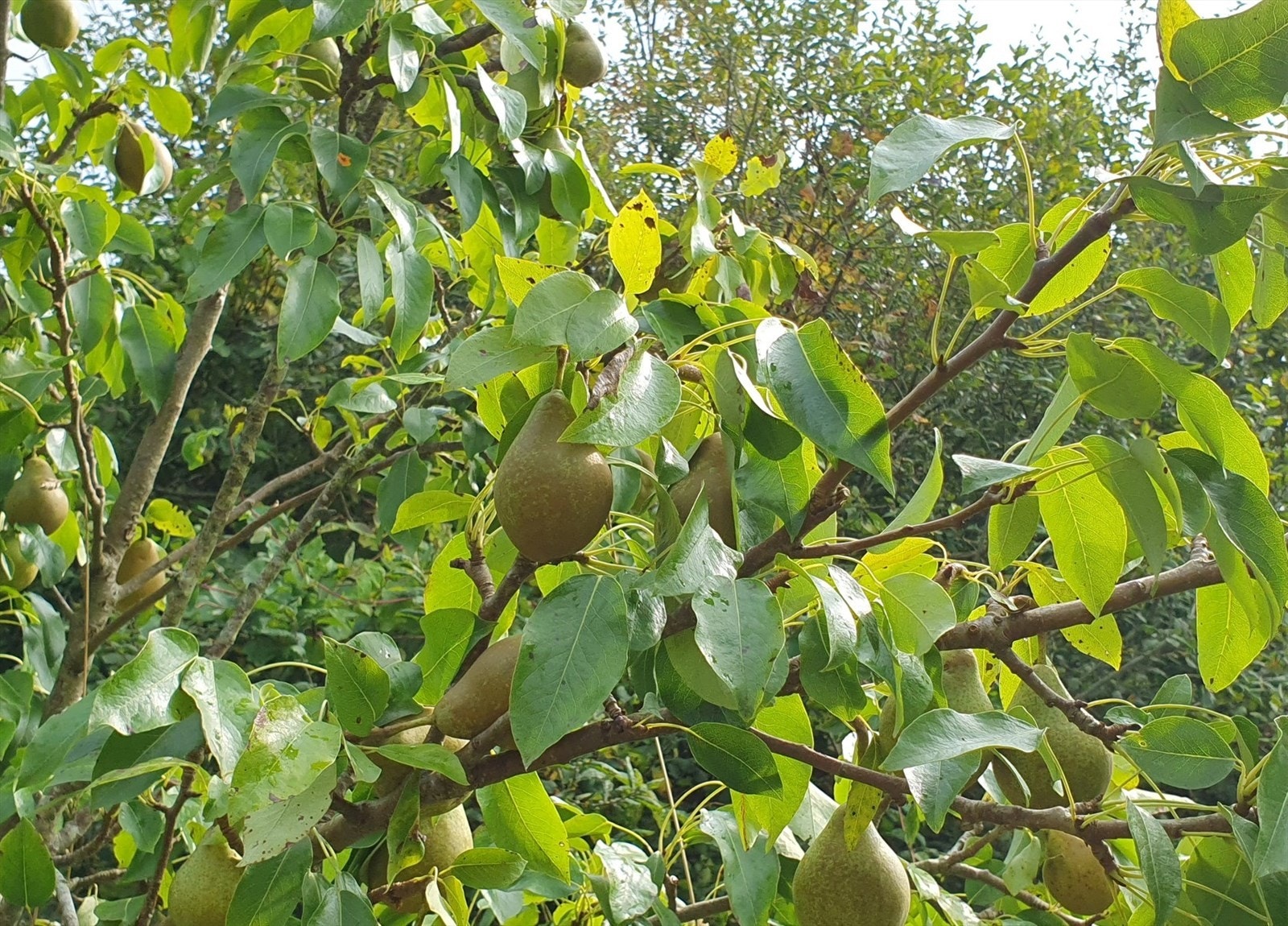 Pæretre (privat foto). Galleribilde