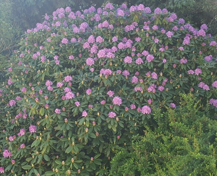 Vårblomstring - rhododendron (privat foto). Galleribilde