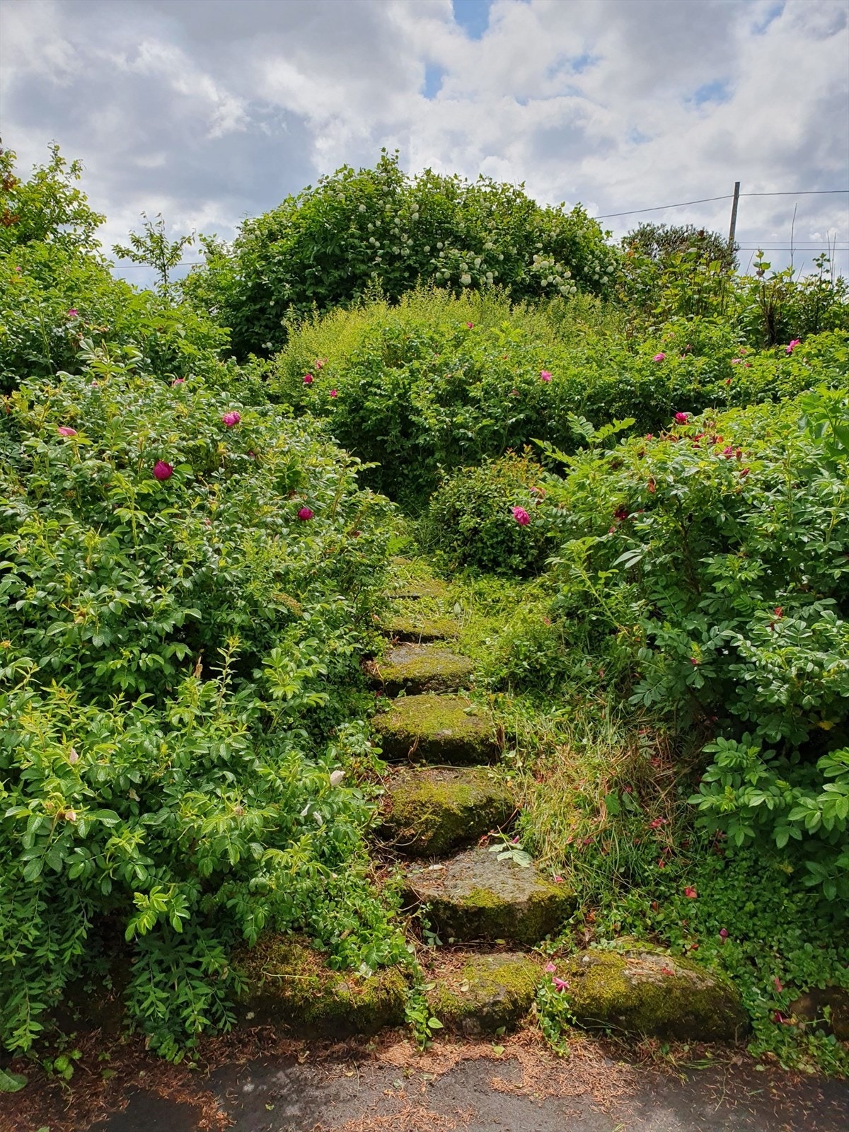 Idyllisk hage (privat foto). Galleribilde