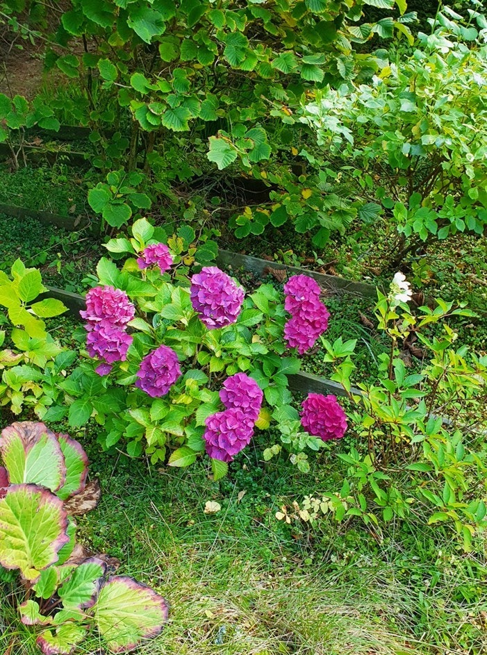 Glimt fra hagen (privat foto). Galleribilde