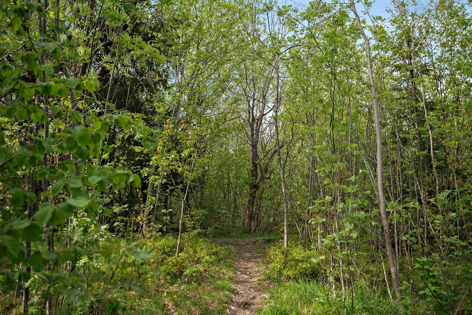 Rolig, tilbaketrukket og barnevennlig beliggenhet nær fine turstier og store grøntområder Galleribilde