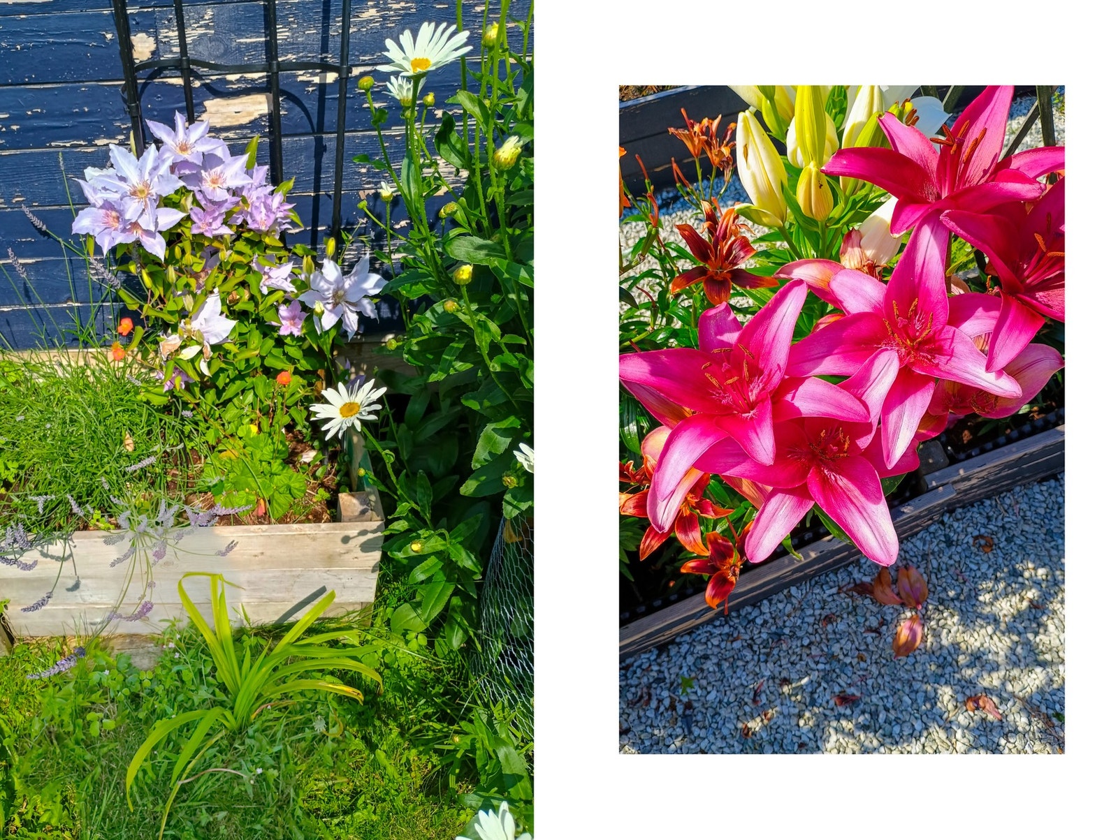 - Her er det bare å glede seg til hagen våkner til liv og blomsterbedene fylles med farger gjennom sesongen - Galleribilde