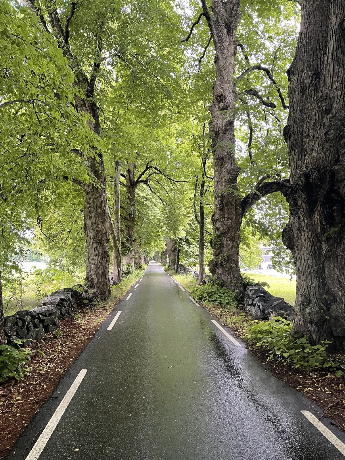 Privat bilde fra sommertid Galleribilde