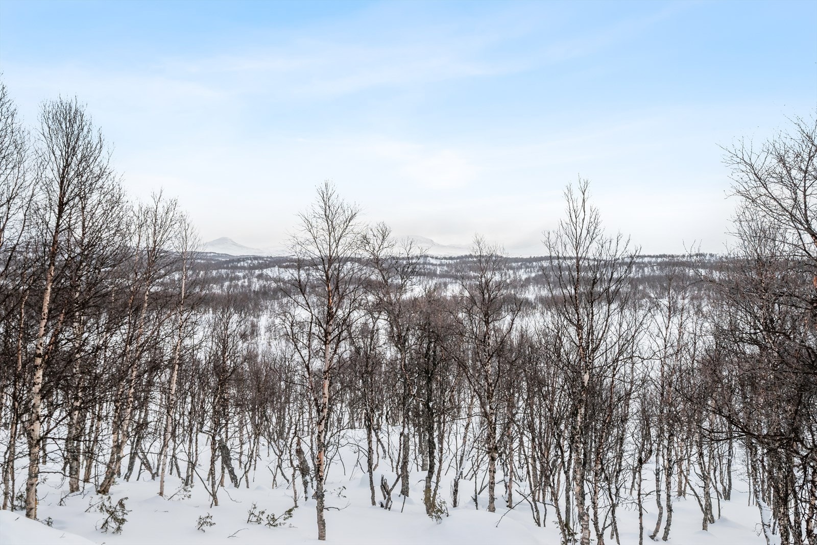 Hytta ligger usjenert til blant trærne, og plasseringen gir lite innsyn og fritt utsyn over de skogkledde omgivelsene. Galleribilde