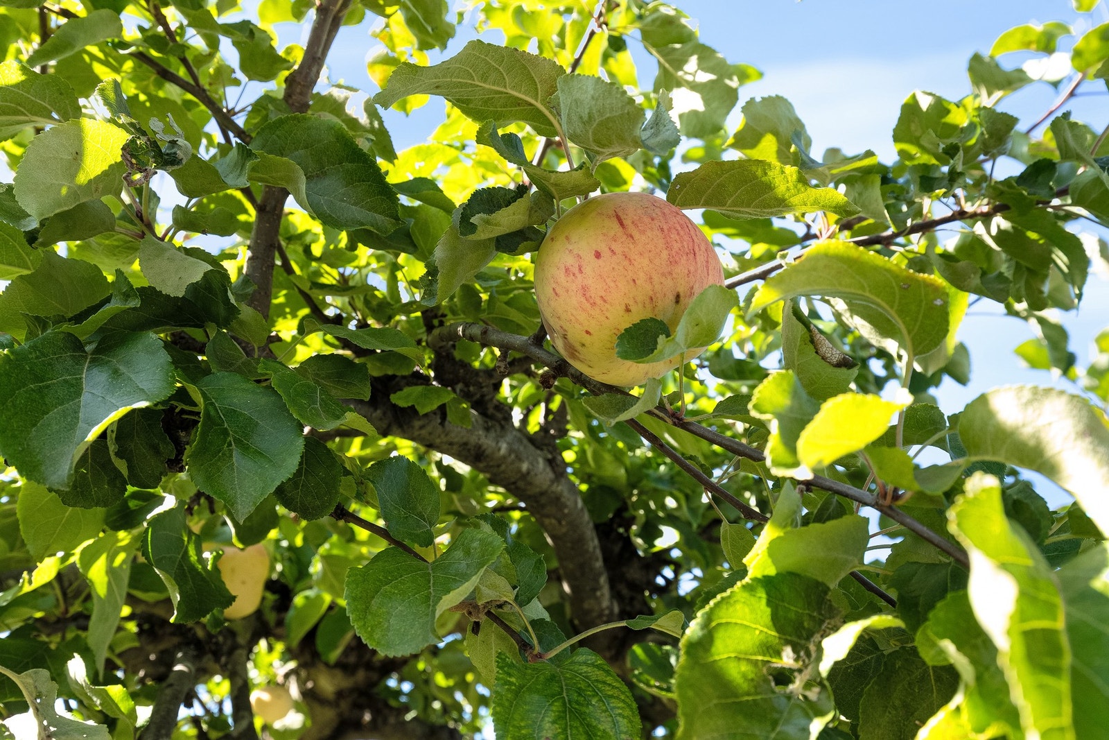 Frodig hage med frukttrær Galleribilde