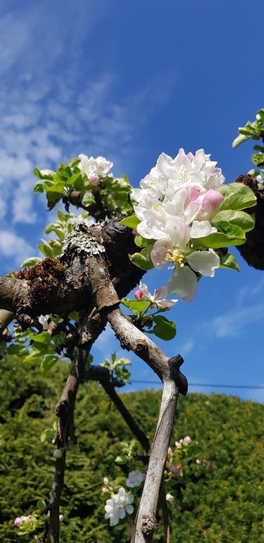 Spesielt vakkert her under blomstring Galleribilde