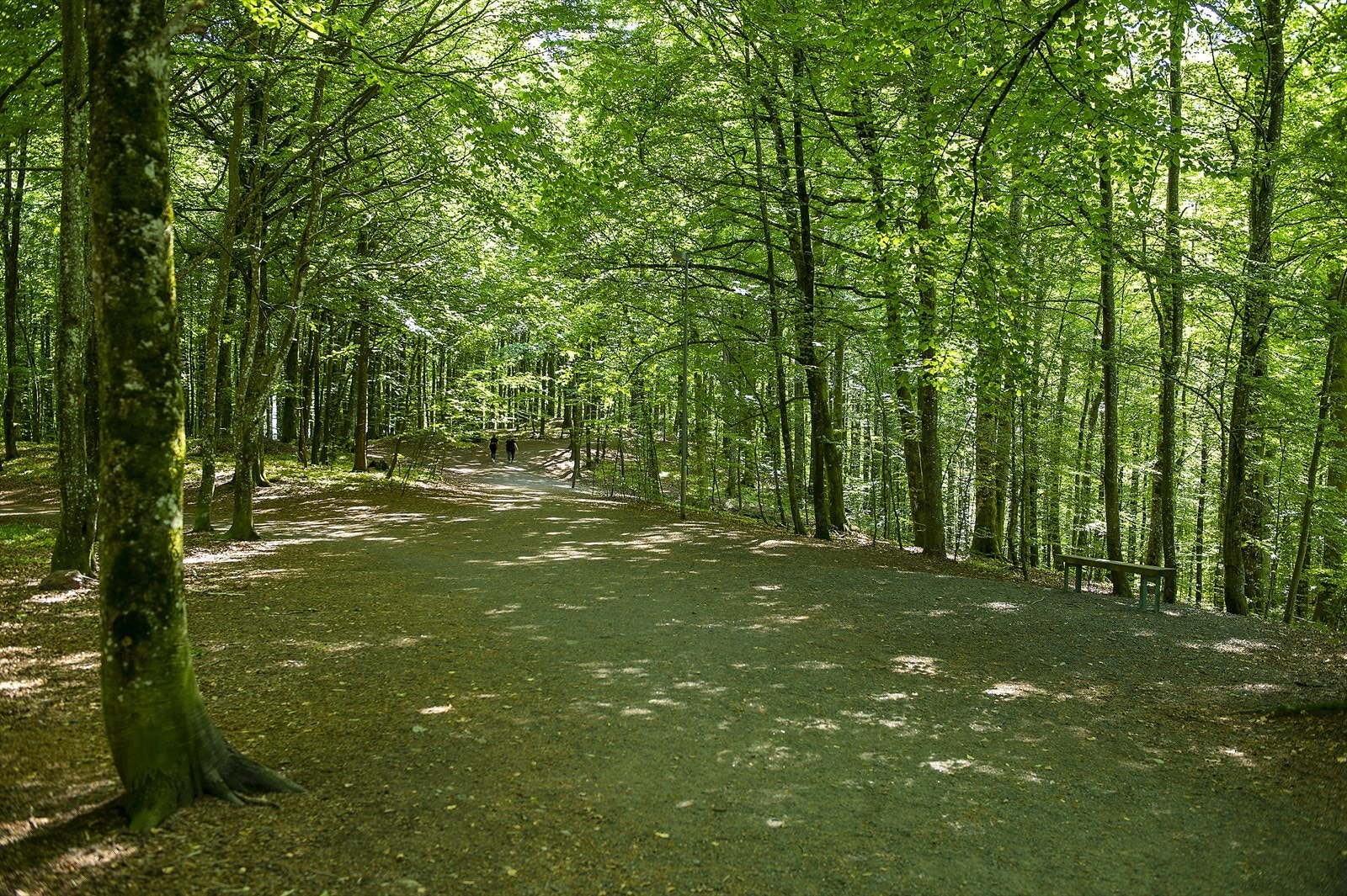 Bøkeskogen Galleribilde