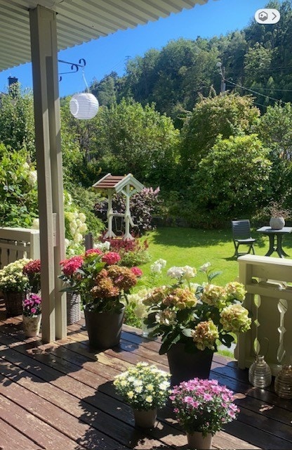 Sommerfoto fra selger Galleribilde