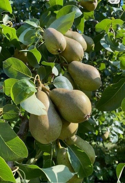 Sommerfoto fra selger Galleribilde