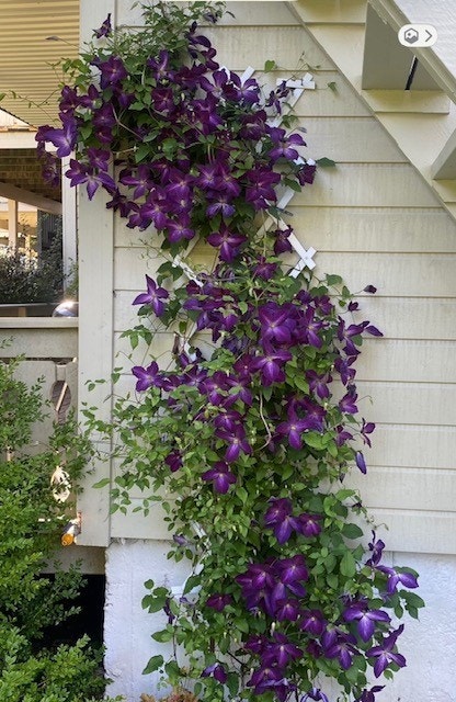 Sommerfoto fra selger Galleribilde