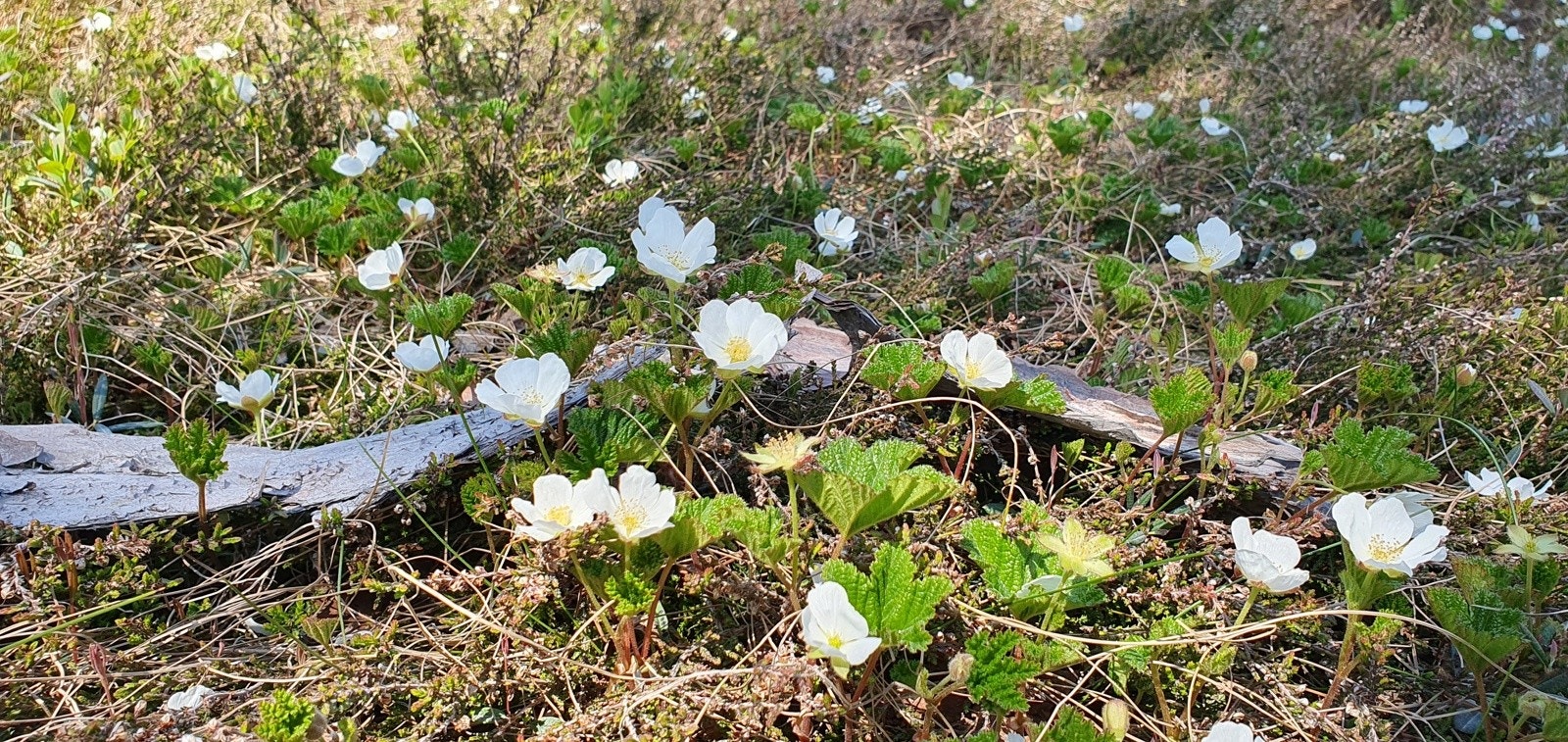 Området er kjent for rikelig med bær. Galleribilde
