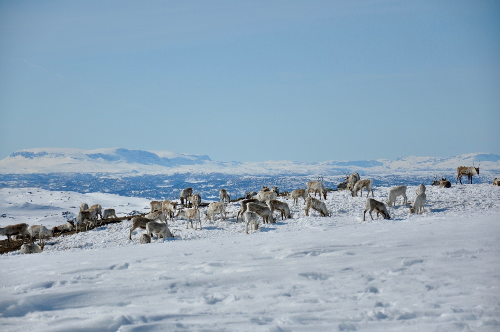 Villrein på Hallingnatten 1314 moh. Galleribilde