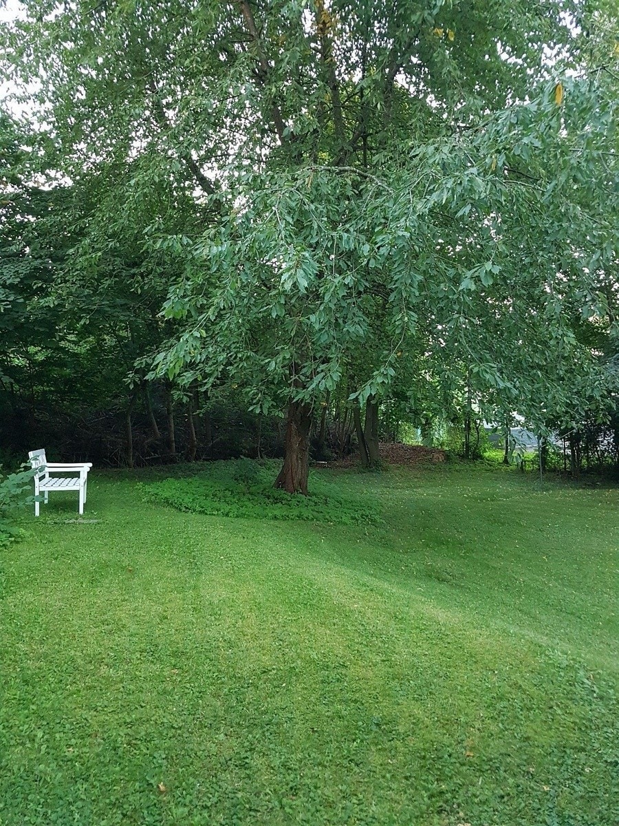 Hage rett utenfor terassedøren Galleribilde