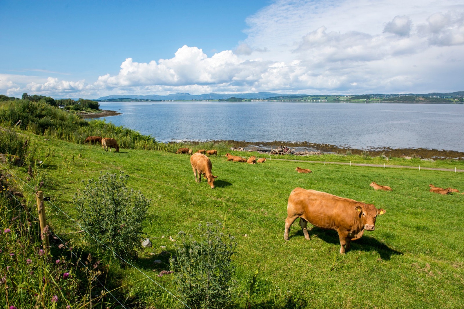 Vakre naturomgivelser. Galleribilde